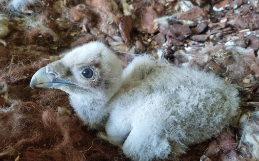Naissance de deux Gypaètes Barbus dans notre centre d'élevage !