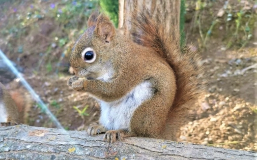 Une Saison Riche en Nouveautés