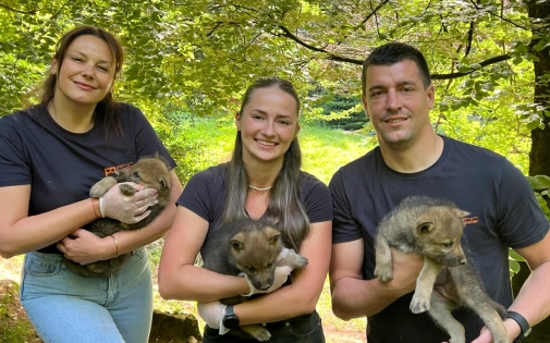 La meute s’agrandit : 3 louveteaux sont nés au Parc Animalier des Pyrénées