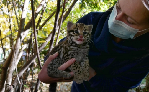 CARNET ROSE : naissance d'un bébé Ocelot !