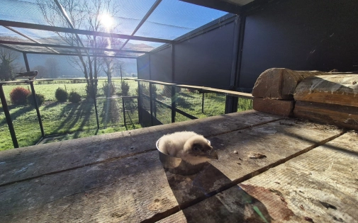 Le Parc Animalier des Pyrénées accueille la toute première naissance de gypaète barbu de la saison