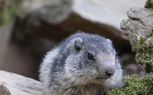 Rencontre avec les marmottes !