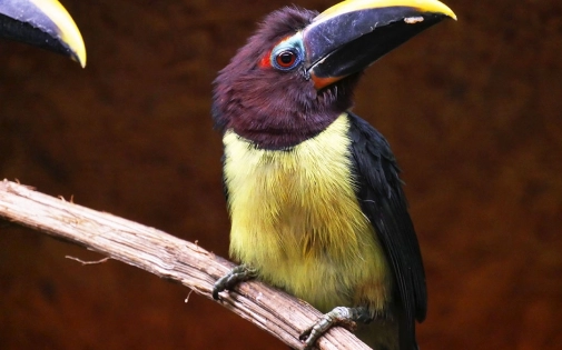 Parc Animalier des Pyrénées
