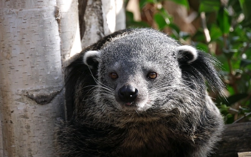 Parc Animalier des Pyrénées