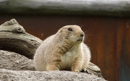 Parc Animalier des Pyrénées