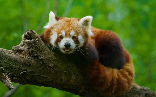 NOUVEAU : Dormir avec les Pandas Roux