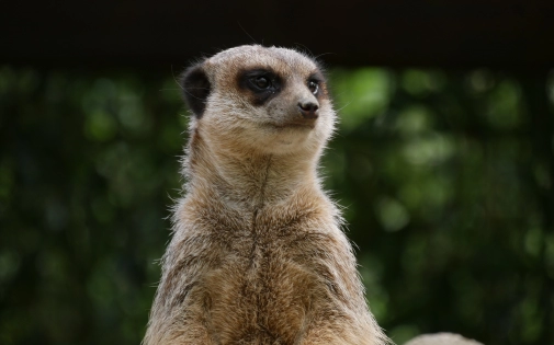 Soigneur d'un Jour - Expérience VIP