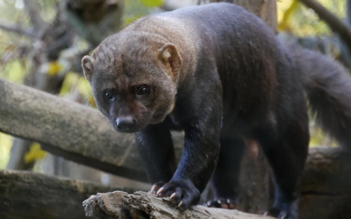 Services & Animations