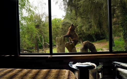 Dormir avec les Ours Dormir avec les Ours Bruns