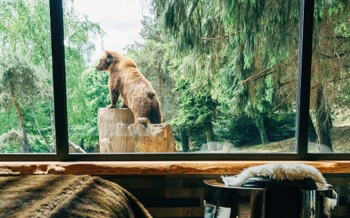 Dormir avec les Ours Bruns