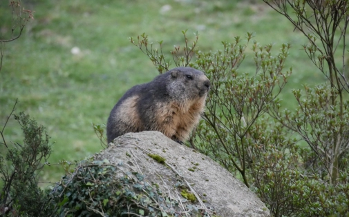 Devenez Entreprise Mécène