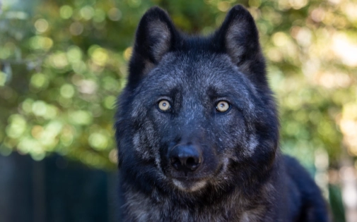 Dormir avec les Loups Noirs Dormir avec les Loups Noirs