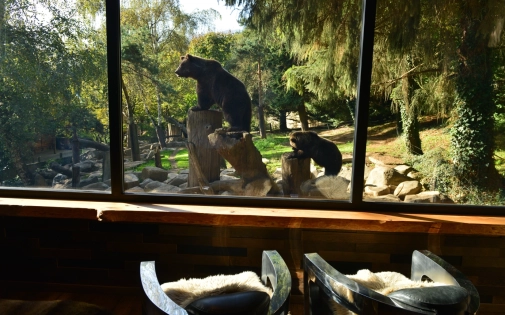 Dormir avec les Ours Dormir avec les Ours Bruns