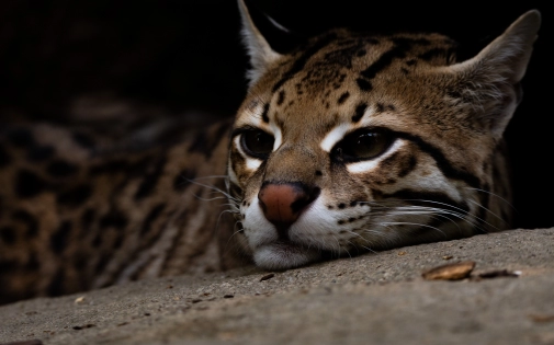 Parc Animalier des Pyrénées