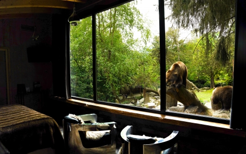 Dormir avec les Ours Dormir avec les Ours Bruns