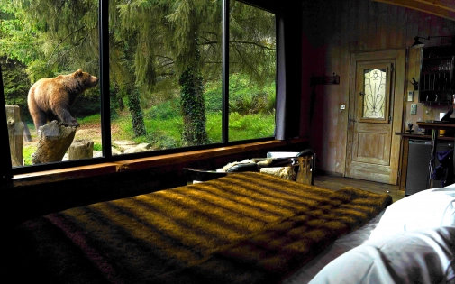 Dormir avec les Ours Dormir avec les Ours Bruns