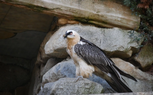 Notre Centre d'Élevage du Gypaète Barbu 