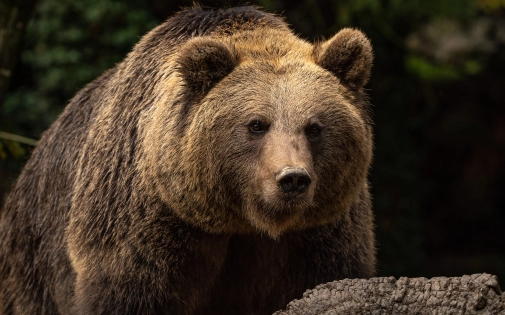 Conditions Générales de Ventes 