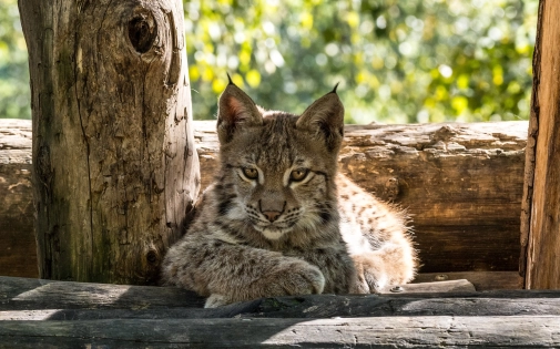 Achetez un Pass Annuel