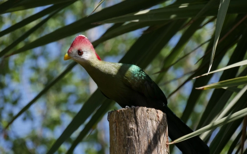 Achetez un Pass Annuel