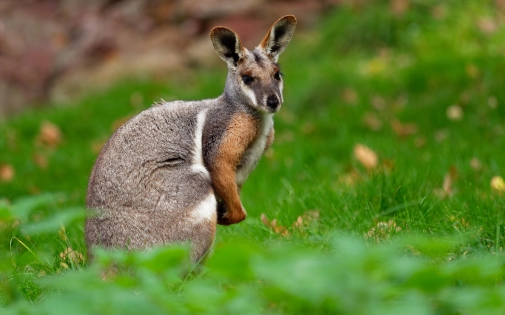 Communiqués de Presse