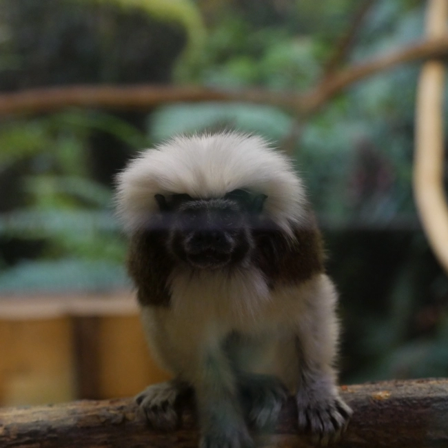 Le Tamarin Pinché - Parc Animalier des Pyrénées