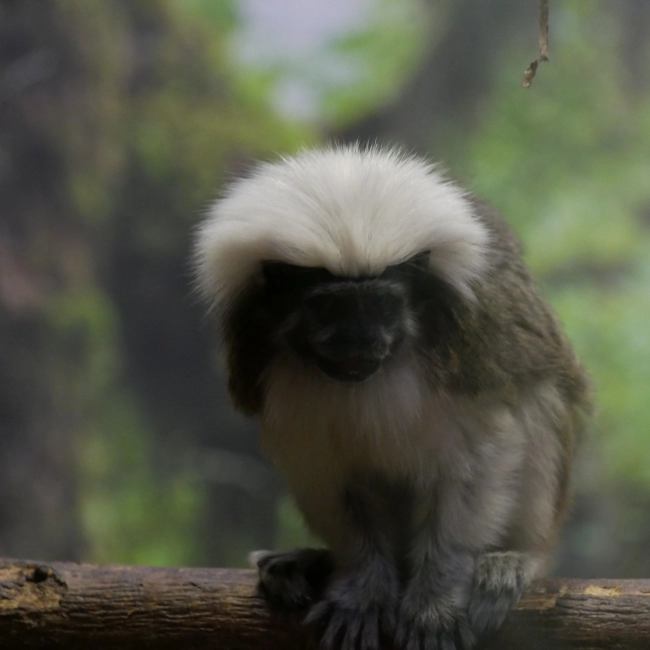 Le Tamarin Pinché - Parc Animalier des Pyrénées