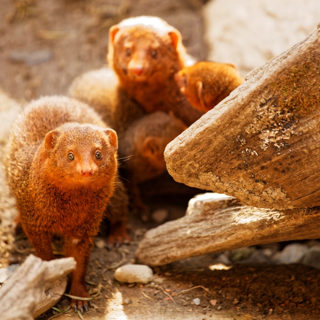 Mangouste Naine | Parc Animalier des Pyrénées