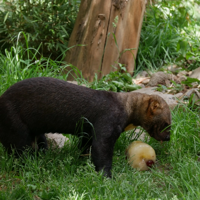 Martre À Tête Grise | Parc Animalier des Pyrénées