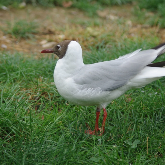 Mouette Rieuse | Parc Animalier des Pyrénées