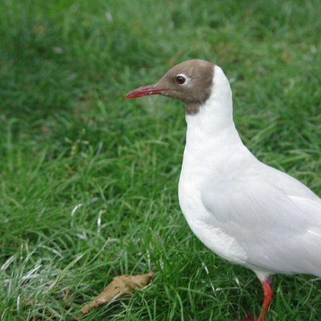 Mouette Rieuse | Parc Animalier des Pyrénées