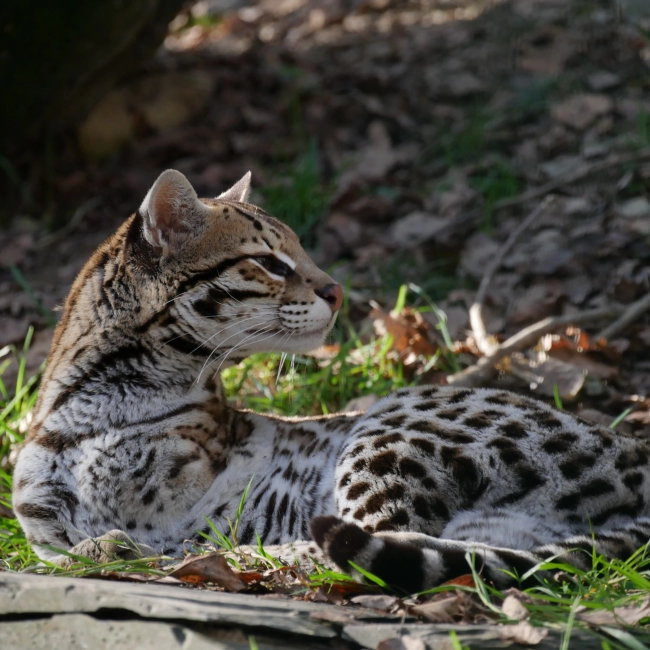 Ocelot | Parc Animalier des Pyrénées