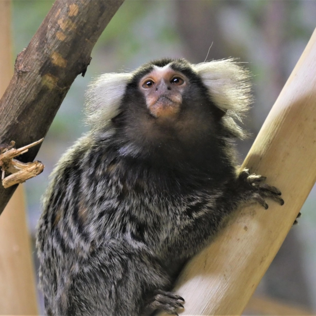 Ouistiti à Toupet Blanc | Parc Animalier des Pyrénées