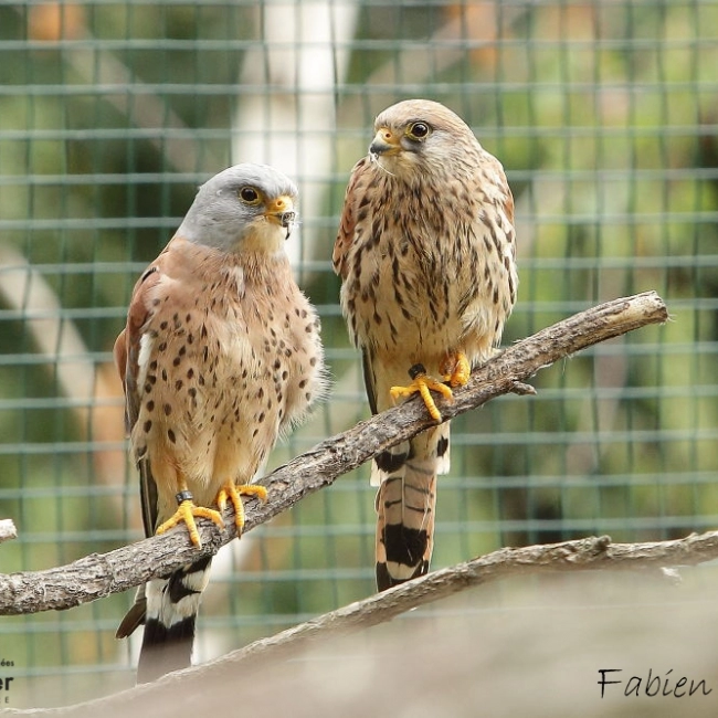 Faucon crècerelette - Parc Animalier des Pyrénées - Argeles Gazost