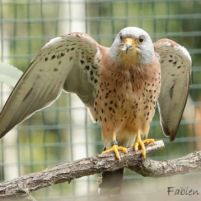 Faucon crècerelette - Parc Animalier des Pyrénées - Argeles Gazost