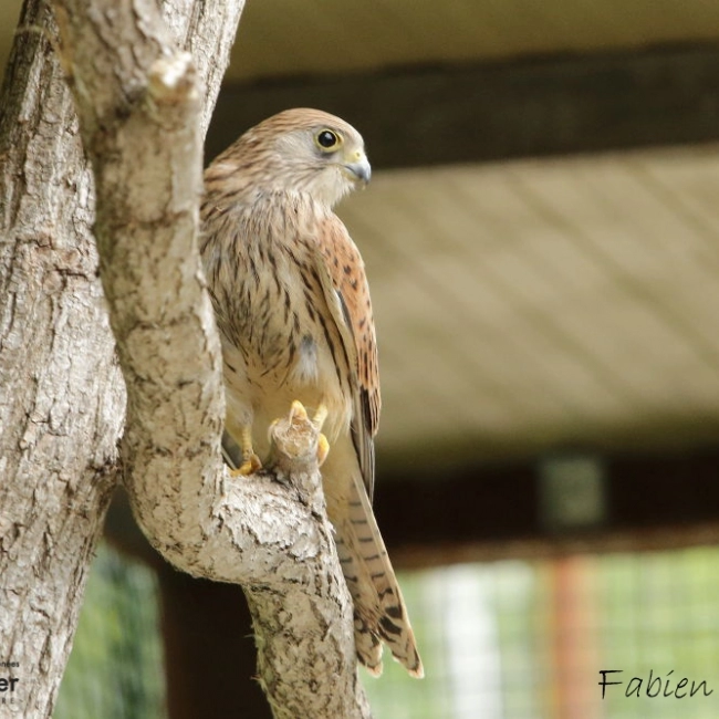 Faucon crècerelette - Parc Animalier des Pyrénées - Argeles Gazost