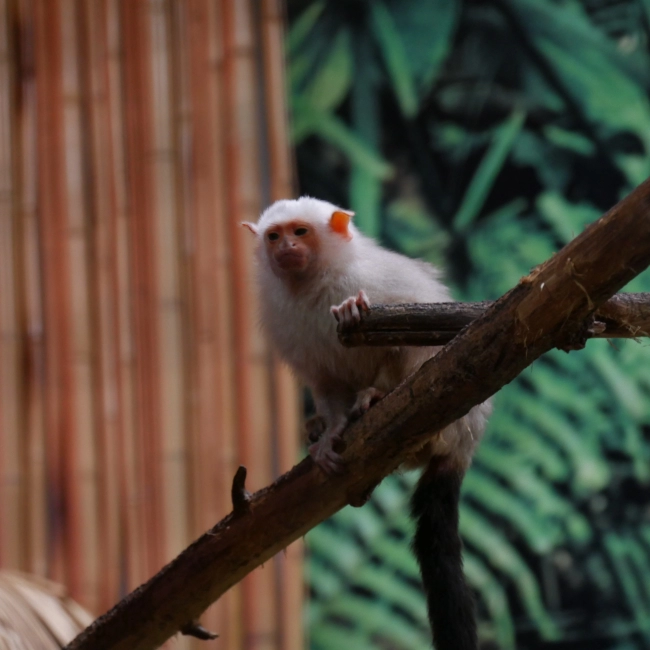 Ouistiti Argenté | Parc Animalier des Pyrénées
