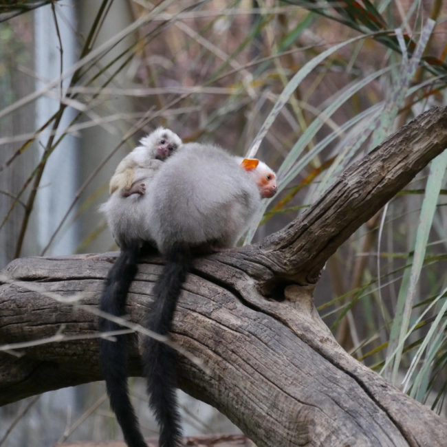 Ouistiti Argenté | Parc Animalier des Pyrénées