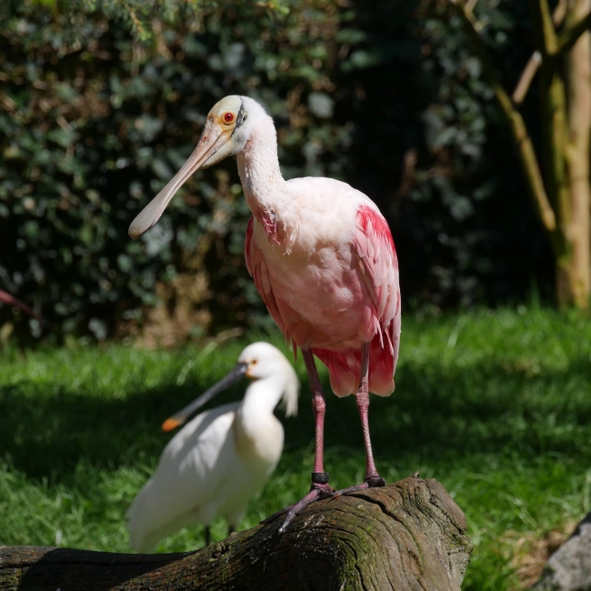 La Spatule Rosée - Parc Animalier des Pyrénées