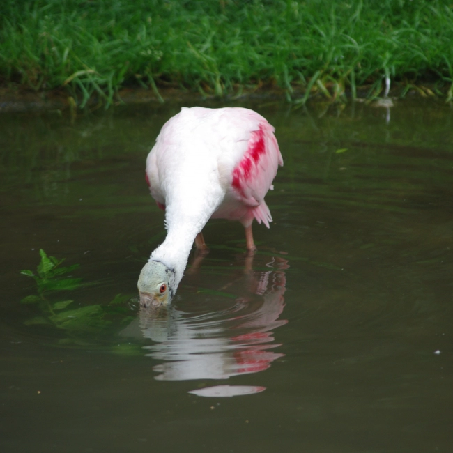 La Spatule Rosée - Parc Animalier des Pyrénées