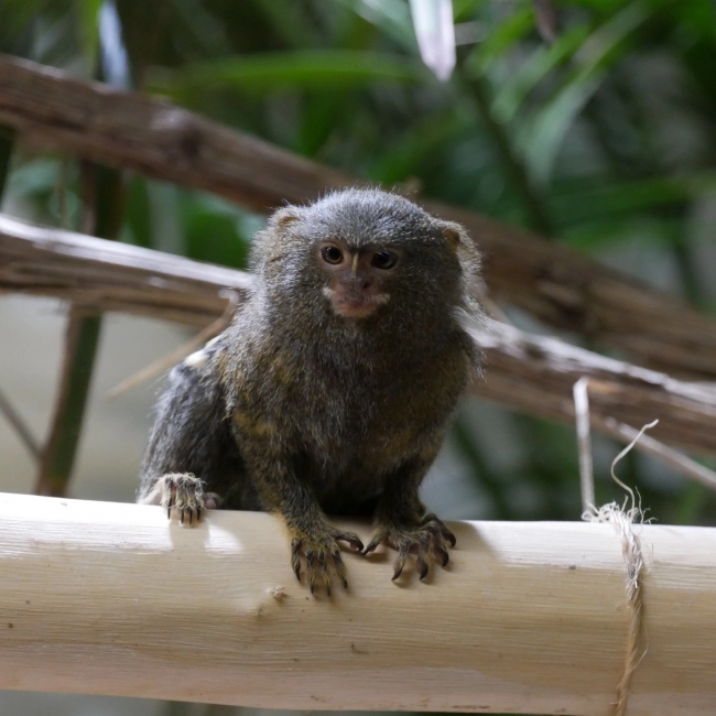 Ouistiti Pygmée | Parc Animalier des Pyrénées