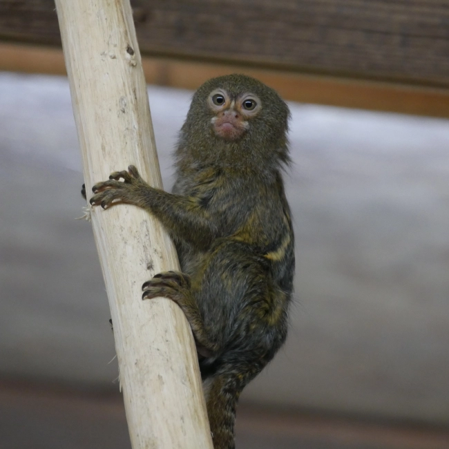 Ouistiti Pygmée | Parc Animalier des Pyrénées