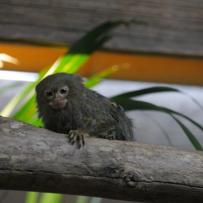 Ouistiti Pygmée | Parc Animalier des Pyrénées