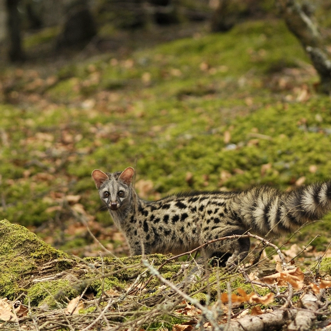 Genette | Parc Animalier des Pyrénées