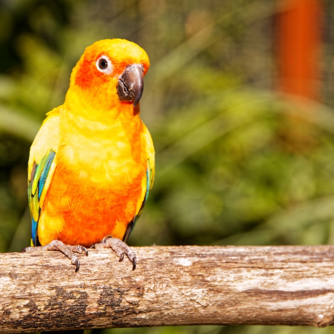 Conure Soleil | Parc Animalier des Pyrénées