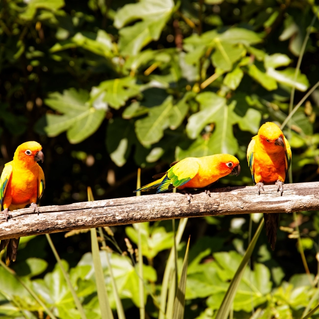 Conure Soleil | Parc Animalier des Pyrénées