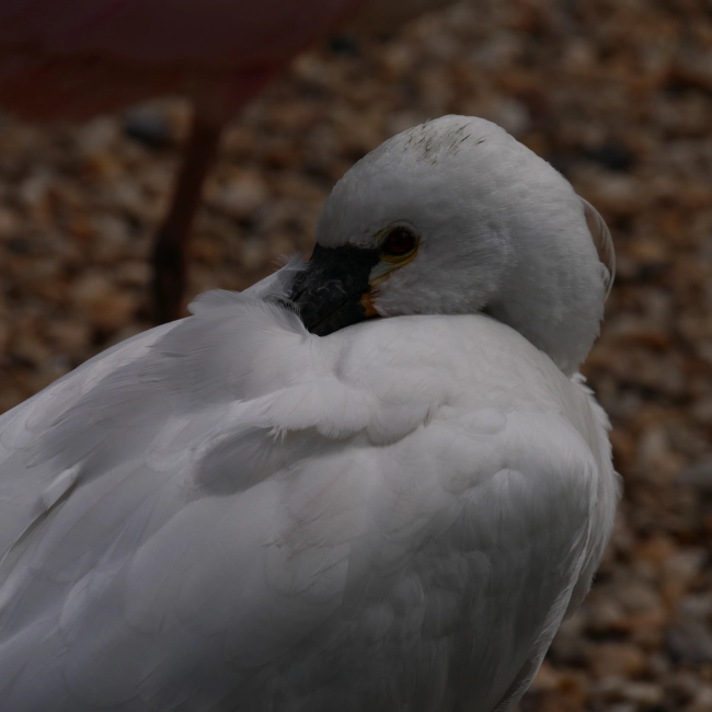 La Spatule Blanche - Parc Animalier des Pyrénées