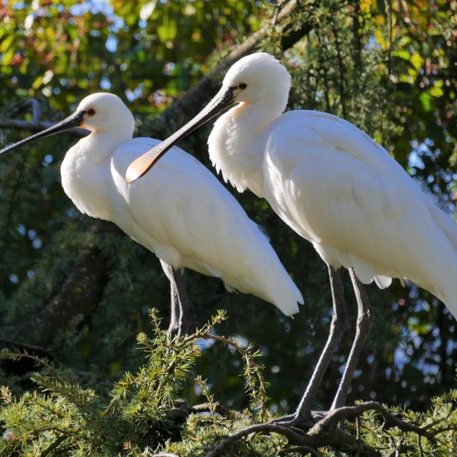 La Spatule Blanche - Parc Animalier des Pyrénées
