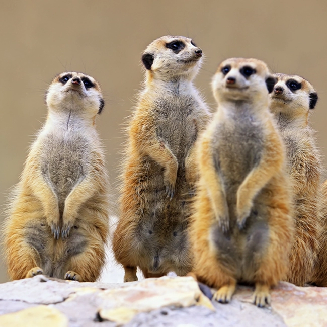 Le Suricate - Parc Animalier Des Pyrénées