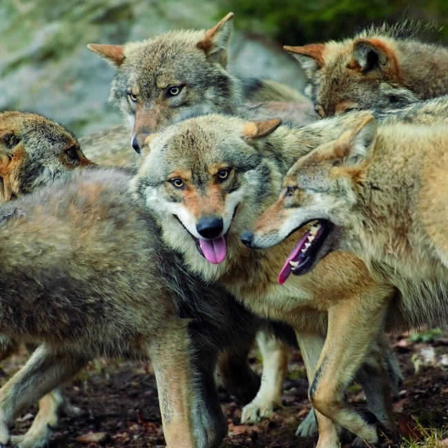 Loup Gris d'Europe | Parc Animalier Des Pyrénées